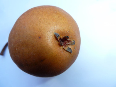 P1500340.JPG