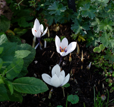 DSC_8747_DxO.jpg