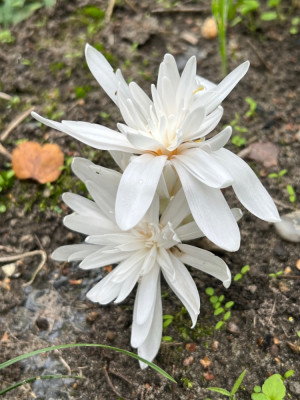C. autnum. Alboplenum Alba