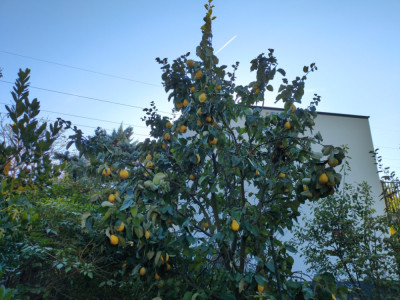 IMG_20241007_161456.jpg