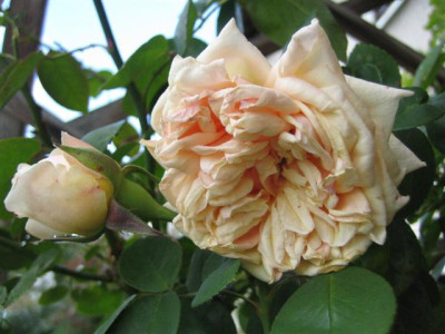 IMG_4012_Small.JPG
