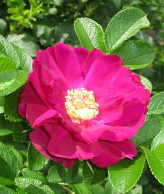 'Wild Eagle'
