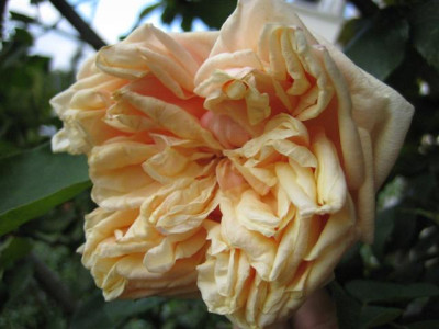 IMG_4011_Small.JPG