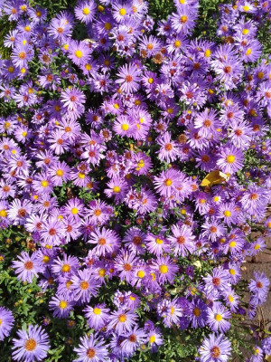 Herbst.jpg