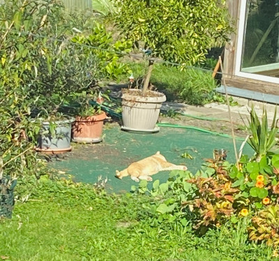 garfield06.jpg