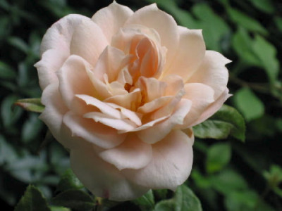 Steckling_Lions_Rose_Sept_08.jpg