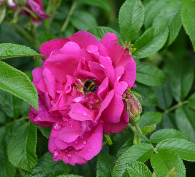 Rose-MojeHammarberg-20-1.jpg