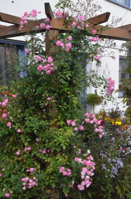 Rose-MozartsLady.18-4.jpg