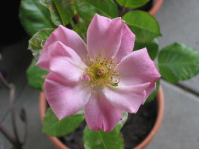 Steckling_unbekannte_Rose_Sept_08.jpg