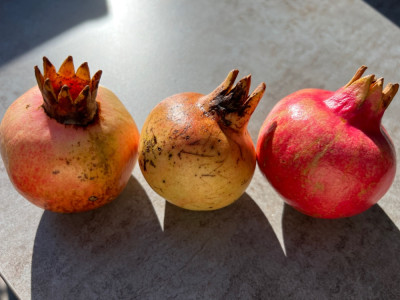Von links nach rechts: Provence, Agat, Sumbar