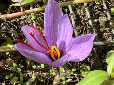 Crocus sativus