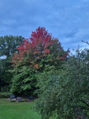 20241009_072928.jpg