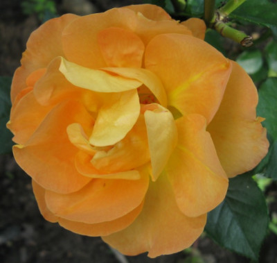 IMG_1626a.jpg