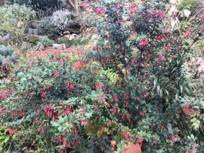 IMG_2299.jpeg