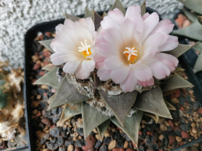Ariocarpus trigonus 20241010.jpeg
