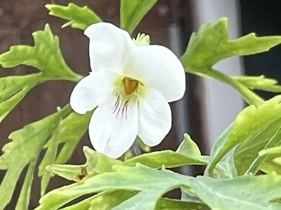 Viola chaeroph. f. sieboldiana