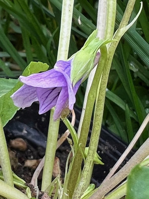 Viola prionantha var. sylvatica