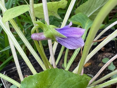 Viola prionantha var. sylvatica