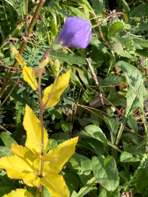 IMG_6505.jpeg