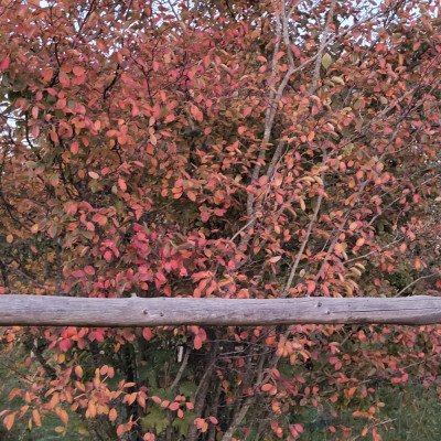 Die Felsenbirne neben der Pferdekoppel zeigt jetzt auch ihr Herbstkleid
