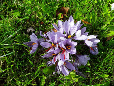 Crocus sativus
