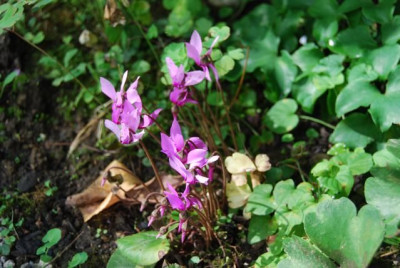 C._purpurascens_08.jpg