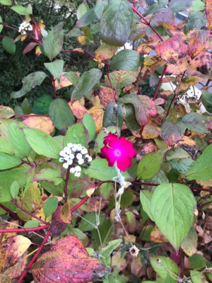 IMG_5250.jpeg