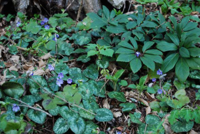 Cyclamen_und_co._in_Bled.jpg