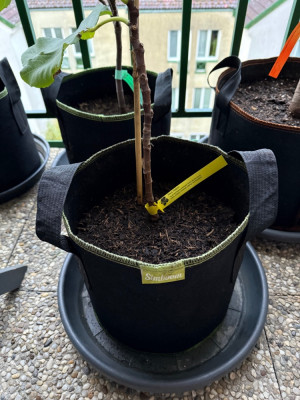 Black Madeira 12L growbag