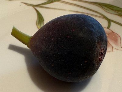 Negronne