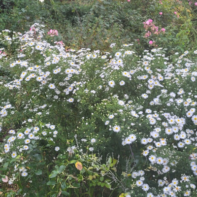 20241012_174908.jpg