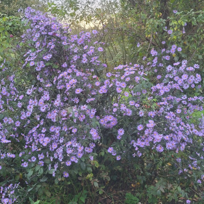 Aster laevis Calliope ist jetzt in Vollblüte