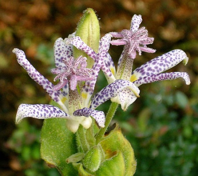 tricyrtis_hirta_2008-08-25_285_k.jpg