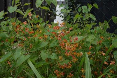 Epimedium.OrangeQueen.23-1.jpg