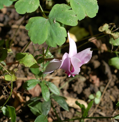 Herbst-Alpenveilchen_S_37700_92.jpg