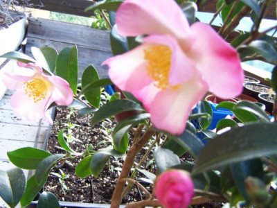 100_1528_CAMELLIA_sasanqua_Rainbow___640.jpg