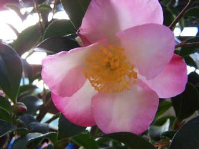 100_1529_CAMELLIA_sasanqua_Rainbow_flower___800.jpg