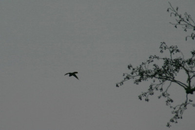 Falke-Dez-1.jpg