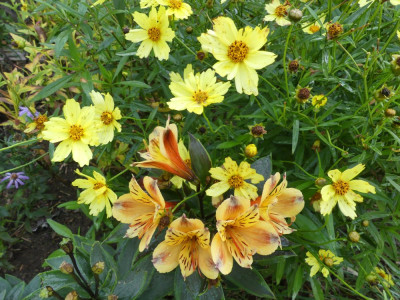 Dauerblüher Coreopsis Full Moon + Alstroemeria Summer Breeze