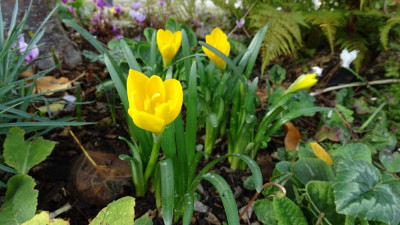 Sternbergia lutea