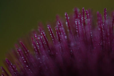 cirsiumtropfen_08_01.jpg
