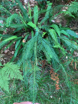 Blechnum