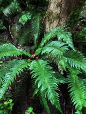 Polystichum