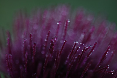 cirsiumtropfen_08_02.jpg