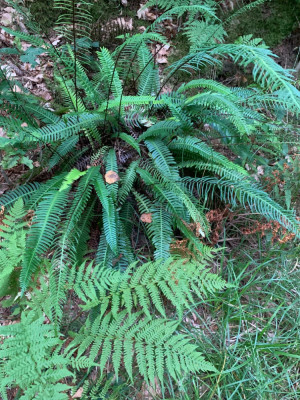 Blechnum