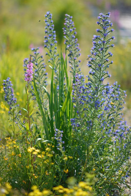 Echium-vulgare-Jul0613-168.jpg