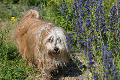 Echium-mit-Shiva-Jul0613-127.jpg