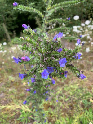 Echium mit Kugeligem Blütenkopf