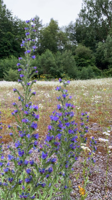 Echium Vulgare in Brache