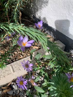 27F0AD64-61F0-47F2-9772-F36F257076E4.jpeg